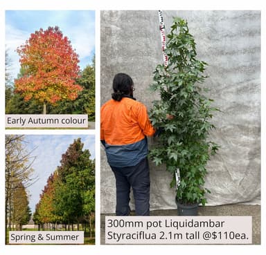 Liquidambar Styraciflua Sweetgum view 1
